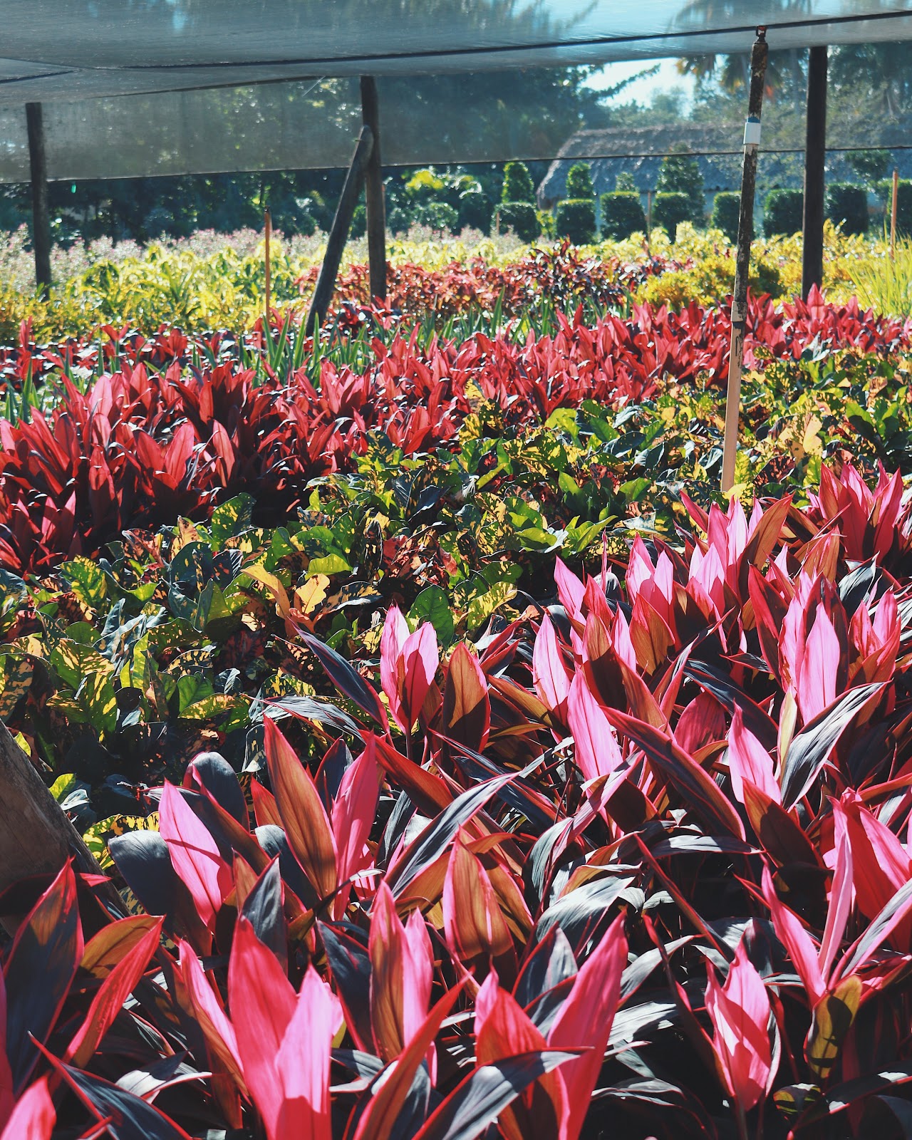 PERFECT CHOICE NURSERY Store Weston Local Guide Powered by Radius®