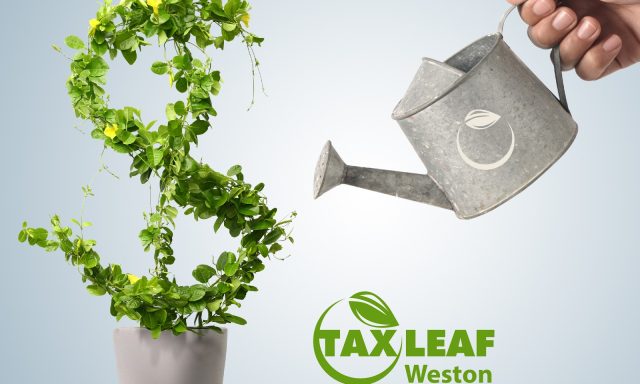 Taxleaf Weston