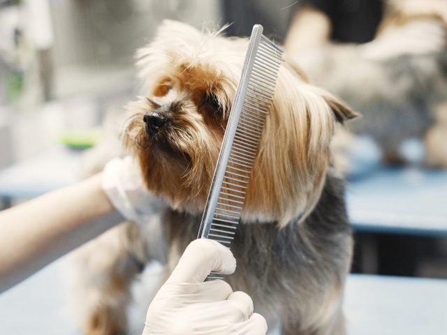 Paw PetRoll Pet Grooming