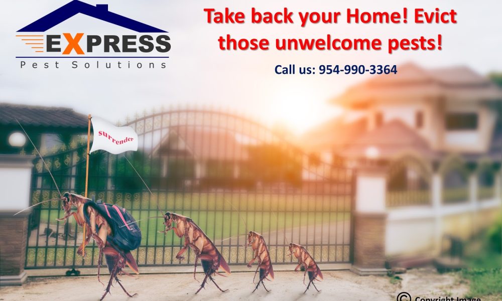 Express Pest Solutions, Inc