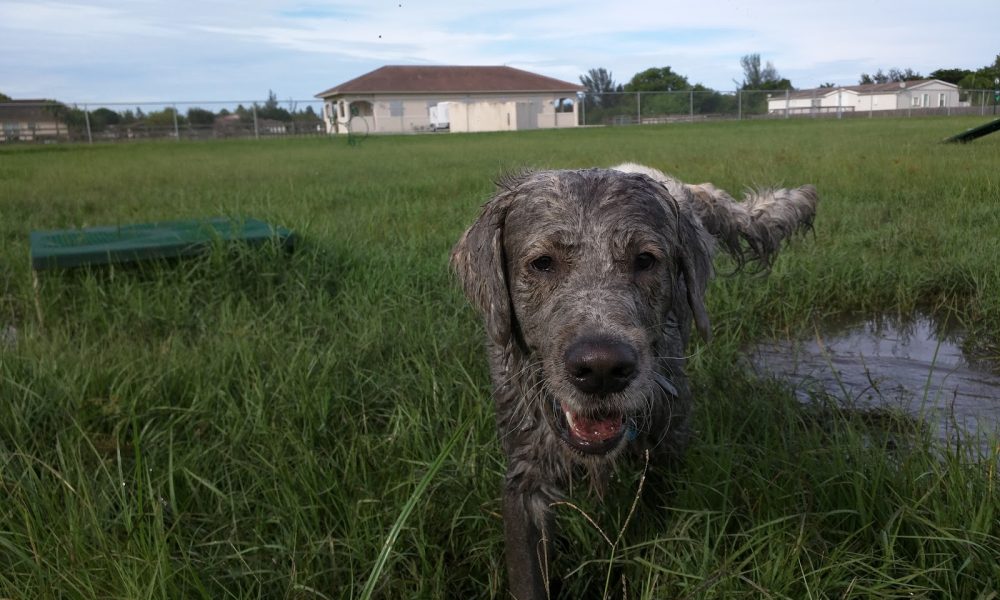 Steven L. Josias Dog & Equestrian Park