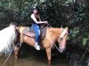 American Horse Trails, Inc.