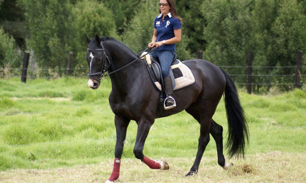 Capriola Equestrian