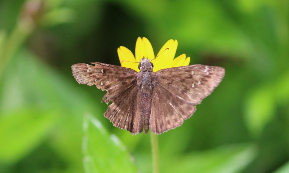 Markham Park Butterfly Garden