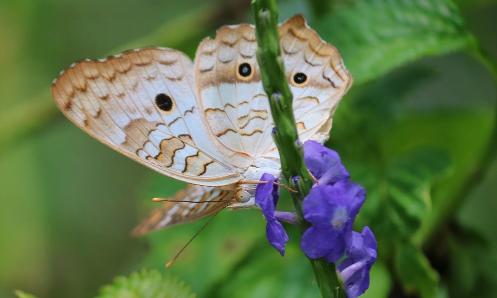 Markham Park Butterfly Garden