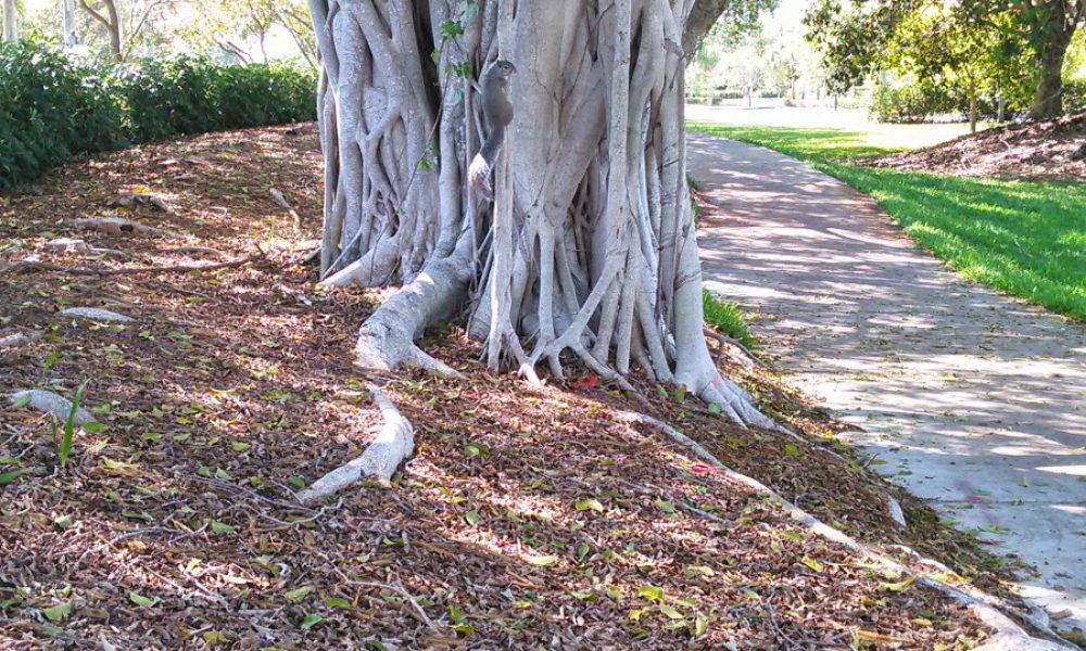 Tequesta Trace Park