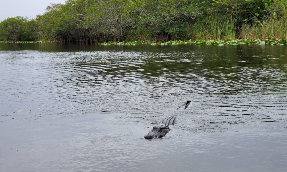 Everglades Holiday Park Airboat Tours and Rides