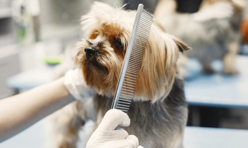 Paw PetRoll Pet Grooming