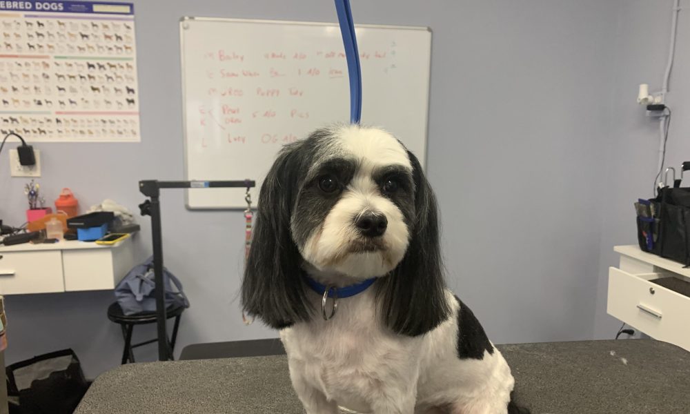 Dog Grooming Weston Paw PetRoll