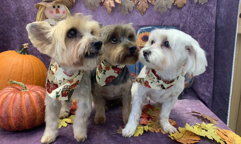 Dog Grooming Weston Paw Petroll