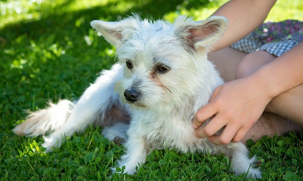 Koko Bone Pet Boutique and Spa