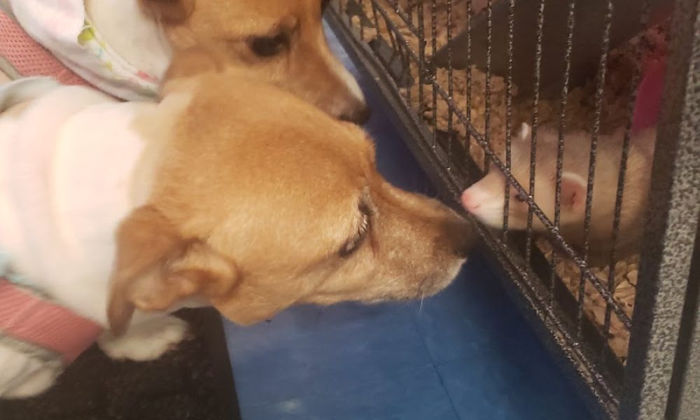 Pristine Paws Pet Grooming