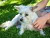 Koko Bone Pet Boutique and Spa