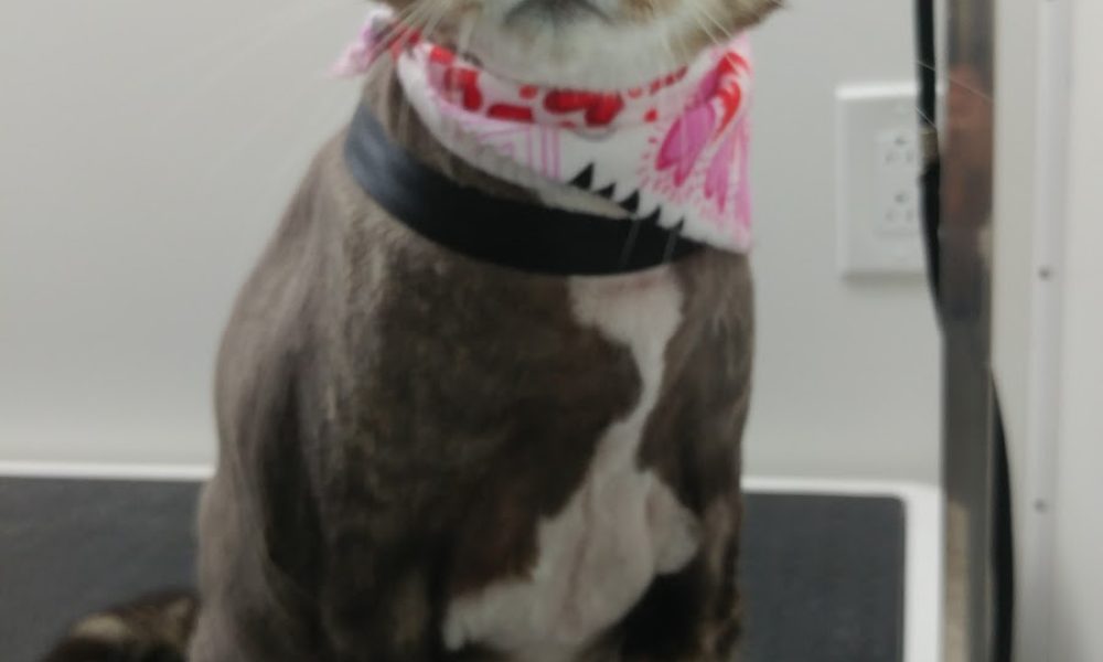 Go Groomer, LLC
